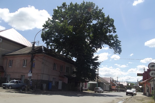 500-летний дуб, Межгорье
